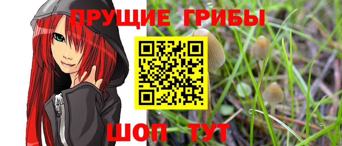 Мичуринск  продажа наркотиков  Вход с VPN  Галлюциногенные грибы Psilocybe 